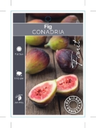 Picture of **FRUIT FIG CONADRIA (HERITAGE)                                                                                                                       