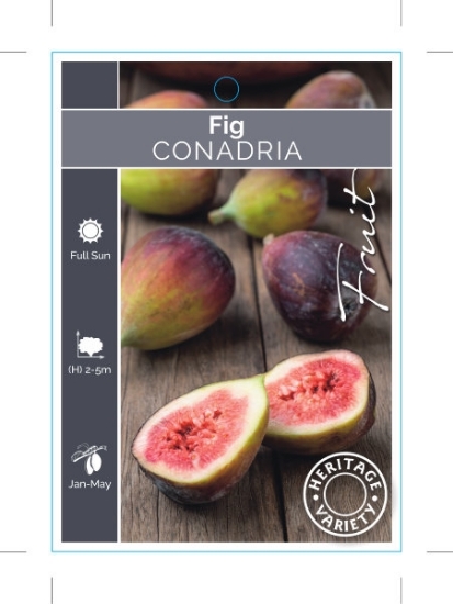 Picture of **FRUIT FIG CONADRIA (HERITAGE)                                                                                                                       