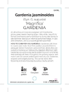 Picture of GARDENIA MAGNIFICA                                                                                                                                    