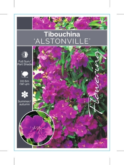 Picture of TIBOUCHINA URVILLEANA ALSTONVILLE                                                                                                                     