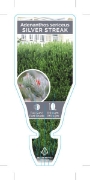 Picture of ADENANTHOS SILVER STREAK                                                                                                                              