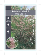Picture of ROBINIA X SLAVINII HILLIERI                                                                                                                           