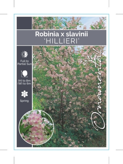 Picture of ROBINIA X SLAVINII HILLIERI                                                                                                                           