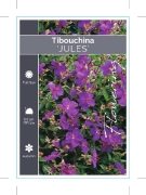 Picture of TIBOUCHINA JULES                                                                                                                                      