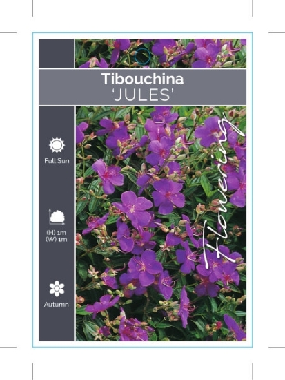 Picture of TIBOUCHINA JULES                                                                                                                                      