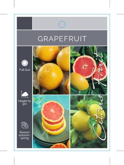 Picture of FRUIT CITRUS GRAPEFRUIT (MIXED PICTURE UNNAMED VARIETY)                                                                                               