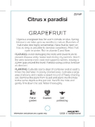 Picture of FRUIT CITRUS GRAPEFRUIT (MIXED PICTURE UNNAMED VARIETY)                                                                                               