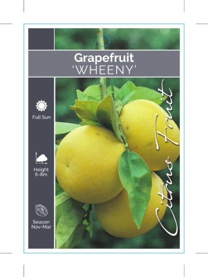 Picture of FRUIT CITRUS GRAPEFRUIT WHEENY                                                                                                                        