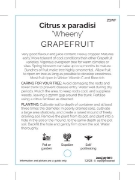 Picture of FRUIT CITRUS GRAPEFRUIT WHEENY                                                                                                                        