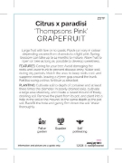 Picture of FRUIT CITRUS GRAPEFRUIT THOMPSONS PINK                                                                                                                