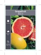 Picture of FRUIT CITRUS GRAPEFRUIT RED                                                                                                                           