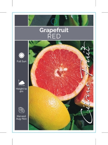 Picture of FRUIT CITRUS GRAPEFRUIT RED                                                                                                                           