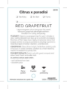 Picture of FRUIT CITRUS GRAPEFRUIT RED                                                                                                                           