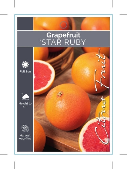 Picture of FRUIT CITRUS GRAPEFRUIT STAR RUBY                                                                                                                     