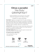 Picture of FRUIT CITRUS GRAPEFRUIT STAR RUBY                                                                                                                     