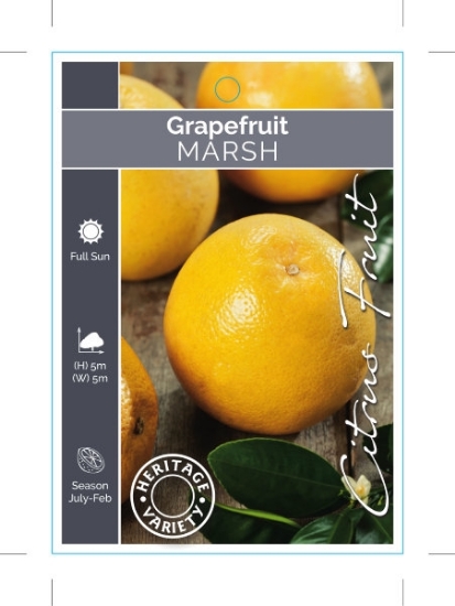 Picture of FRUIT CITRUS GRAPEFRUIT MARSH (HERITAGE)                                                                                                              