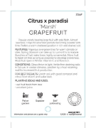 Picture of FRUIT CITRUS GRAPEFRUIT MARSH (HERITAGE)                                                                                                              