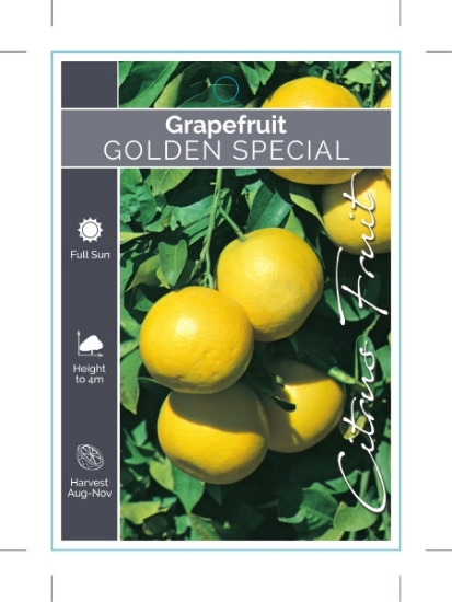 Picture of FRUIT CITRUS GRAPEFRUIT GOLDEN SPECIAL                                                                                                                