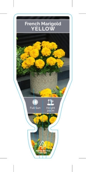 Picture of ANNUAL MARIGOLD FRENCH YELLOW (Tagetes patula)                                                                                                        