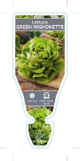 Picture of VEGETABLE LETTUCE MIGNONETTE GREEN (Lactuca sativa)                                                                                                   