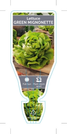 Picture of VEGETABLE LETTUCE MIGNONETTE GREEN (Lactuca sativa)                                                                                                   