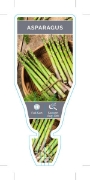 Picture of VEGETABLE ASPARAGUS (Asparagus officinalis)                                                                                                           