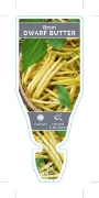 Picture of VEGETABLE BEAN BUTTER DWARF (Phaseolus vulgaris)                                                                                                      