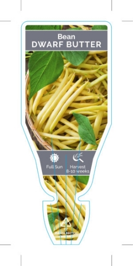 Picture of VEGETABLE BEAN BUTTER DWARF (Phaseolus vulgaris)                                                                                                      