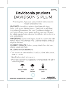 Picture of DAVIDSONIA PRURIENS DAVIDSONS PLUM                                                                                                                    