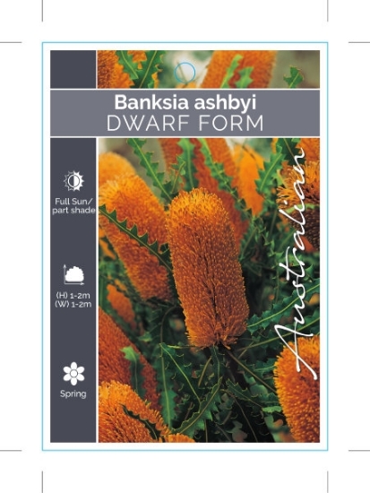 Picture of BANKSIA ASHBYI DWARF FORM ASHBYS BANKSIA                                                                                                              