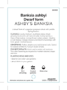 Picture of BANKSIA ASHBYI DWARF FORM ASHBYS BANKSIA                                                                                                              