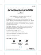 Picture of GREVILLEA ROSMARINIFOLIA LUTEA                                                                                                                        