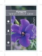 Picture of ALYOGYNE HUEGELII WEST COAST GEM                                                                                                                      