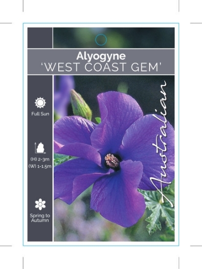 Picture of ALYOGYNE HUEGELII WEST COAST GEM                                                                                                                      