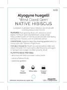 Picture of ALYOGYNE HUEGELII WEST COAST GEM                                                                                                                      