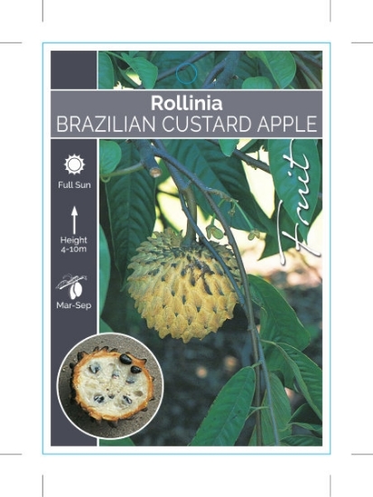 Picture of FRUIT CUSTARD APPLE BRAZILIAN                                                                                                                         
