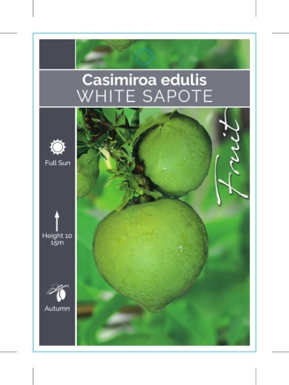 Picture of FRUIT WHITE SAPOTE CASIMIROA EDULIS                                                                                                                   