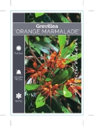 Picture of GREVILLEA ORANGE MARMALADE                                                                                                                            