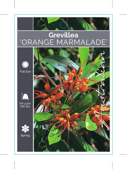 Picture of GREVILLEA ORANGE MARMALADE                                                                                                                            