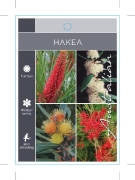 Picture of HAKEA MIXED PICTURE (UNNAMED VARIETY)                                                                                                                 