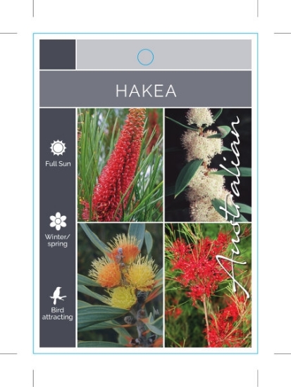 Picture of HAKEA MIXED PICTURE (UNNAMED VARIETY)                                                                                                                 