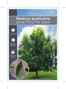 Picture of QUERCUS ACUTISSIMA SAWTOOTH OAK                                                                                                                       