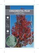 Picture of PYRUS CALLERYANA CAPITAL ORNAMENTAL PEAR                                                                                                              