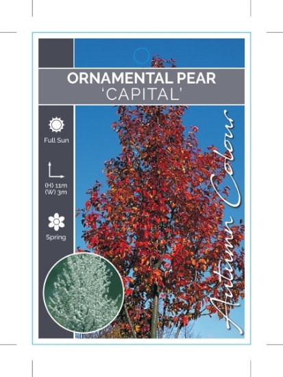 Picture of PYRUS CALLERYANA CAPITAL ORNAMENTAL PEAR                                                                                                              