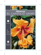 Picture of HIBISCUS EL CAPITOLIO SPORT                                                                                                                           
