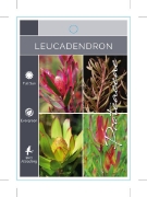 Picture of LEUCADENDRON MIXED PICTURE (UNNAMED VARIETY)                                                                                                          