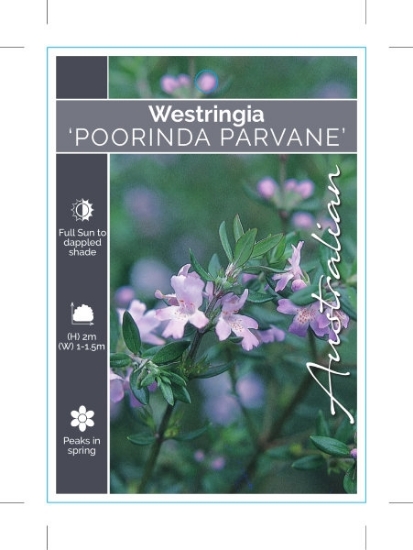 Picture of WESTRINGIA POORINDA PARVANE                                                                                                                           