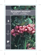 Picture of FRUIT WAX JAMBU (Syzygium aqueum)                                                                                                                     