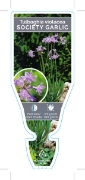 Picture of TULBAGHIA VIOLACEA SOCIETY OR WILD GARLIC                                                                                                             