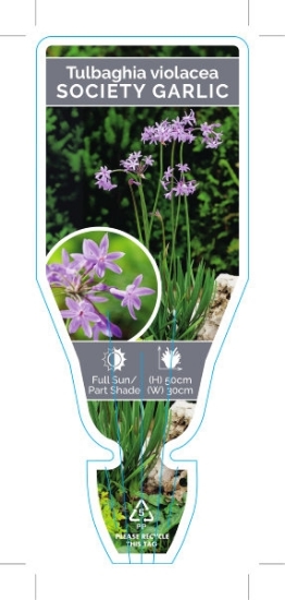 Picture of TULBAGHIA VIOLACEA SOCIETY OR WILD GARLIC                                                                                                             